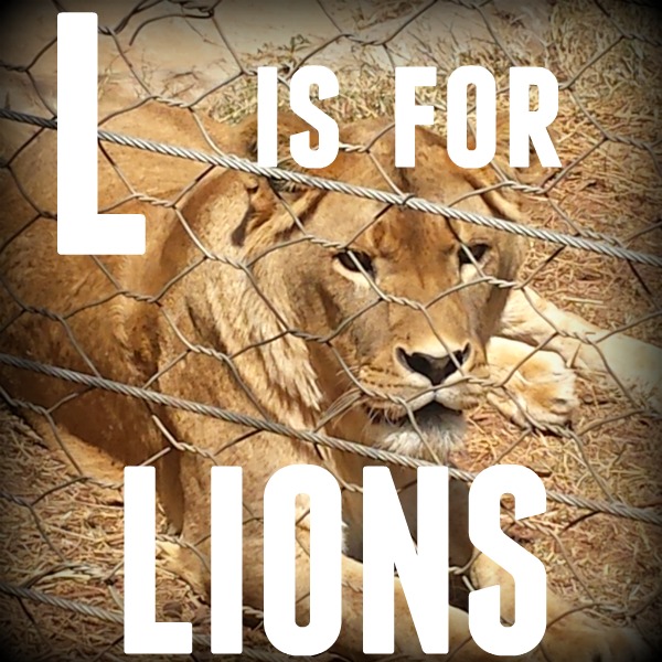 L is for Lions