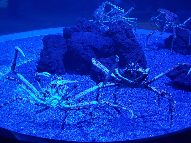 We saw deep sea crabs that look like they could be aliens at Ripley's Aquarium of the Smokies during our Tennessee Christmas.
