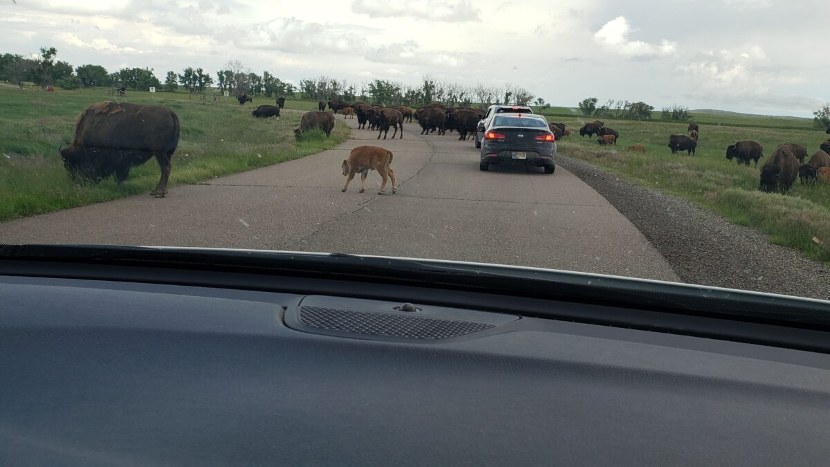 Bison on the road in Denver, Colorado.
