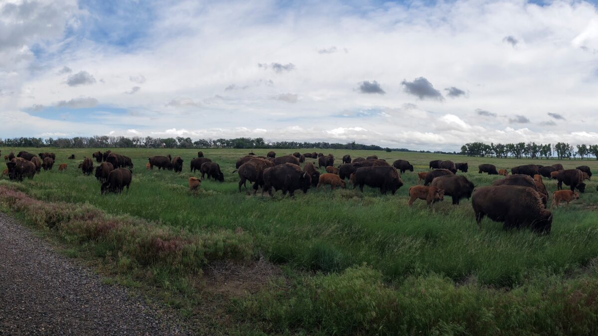 Panoramic shot of the herd of bison beside our car.